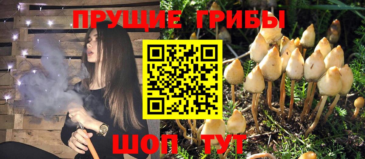 Наро-Фоминск  Псилоцибиновые грибы Psilocybine cubensis  Псилоцибиновые грибы Cubensis  цена наркотик  Вход с VPN 